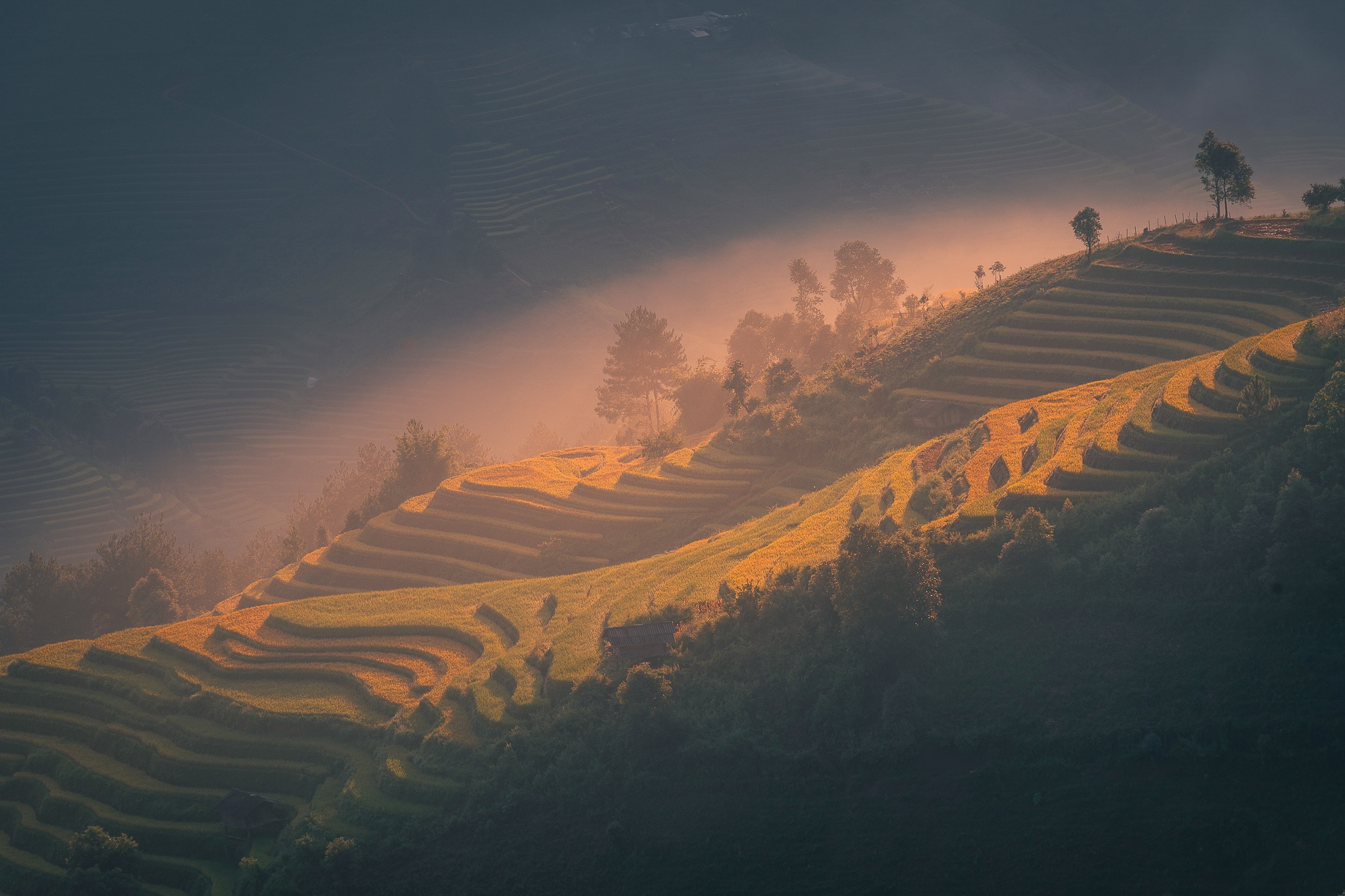 Mu Cang Chai mua vang anh 27