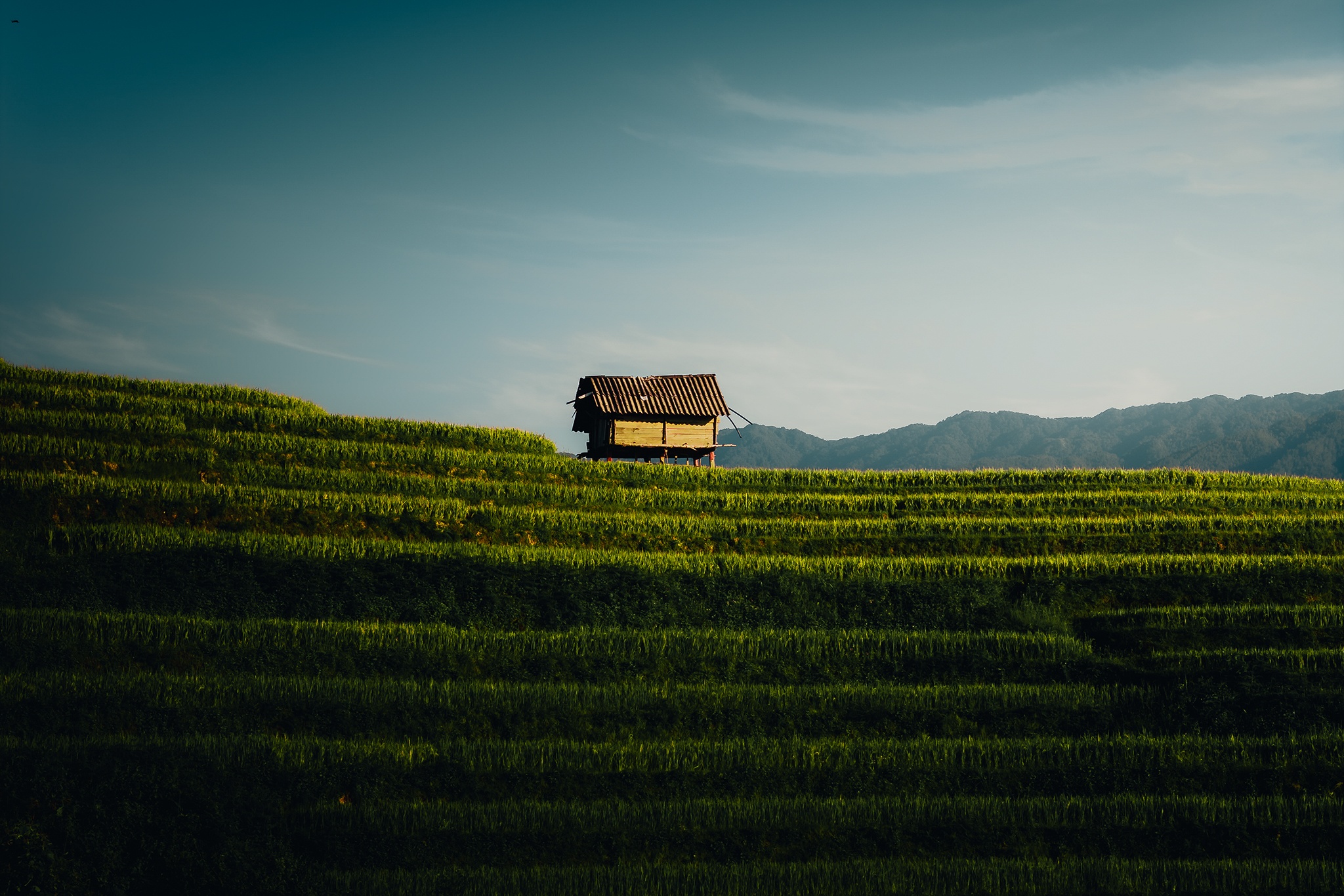 Mu Cang Chai mua vang anh 15