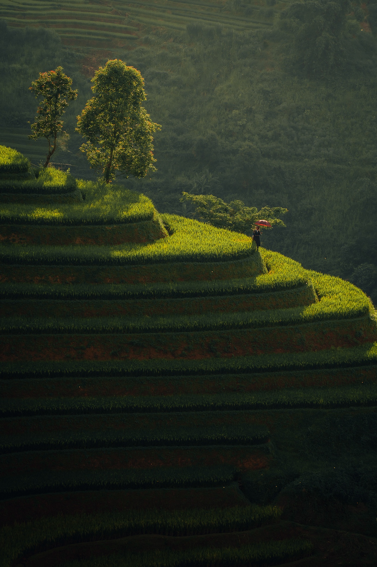 Mu Cang Chai mua vang anh 5
