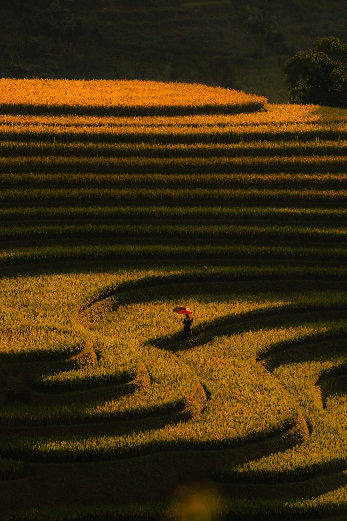 Mu Cang Chai mua vang anh 21