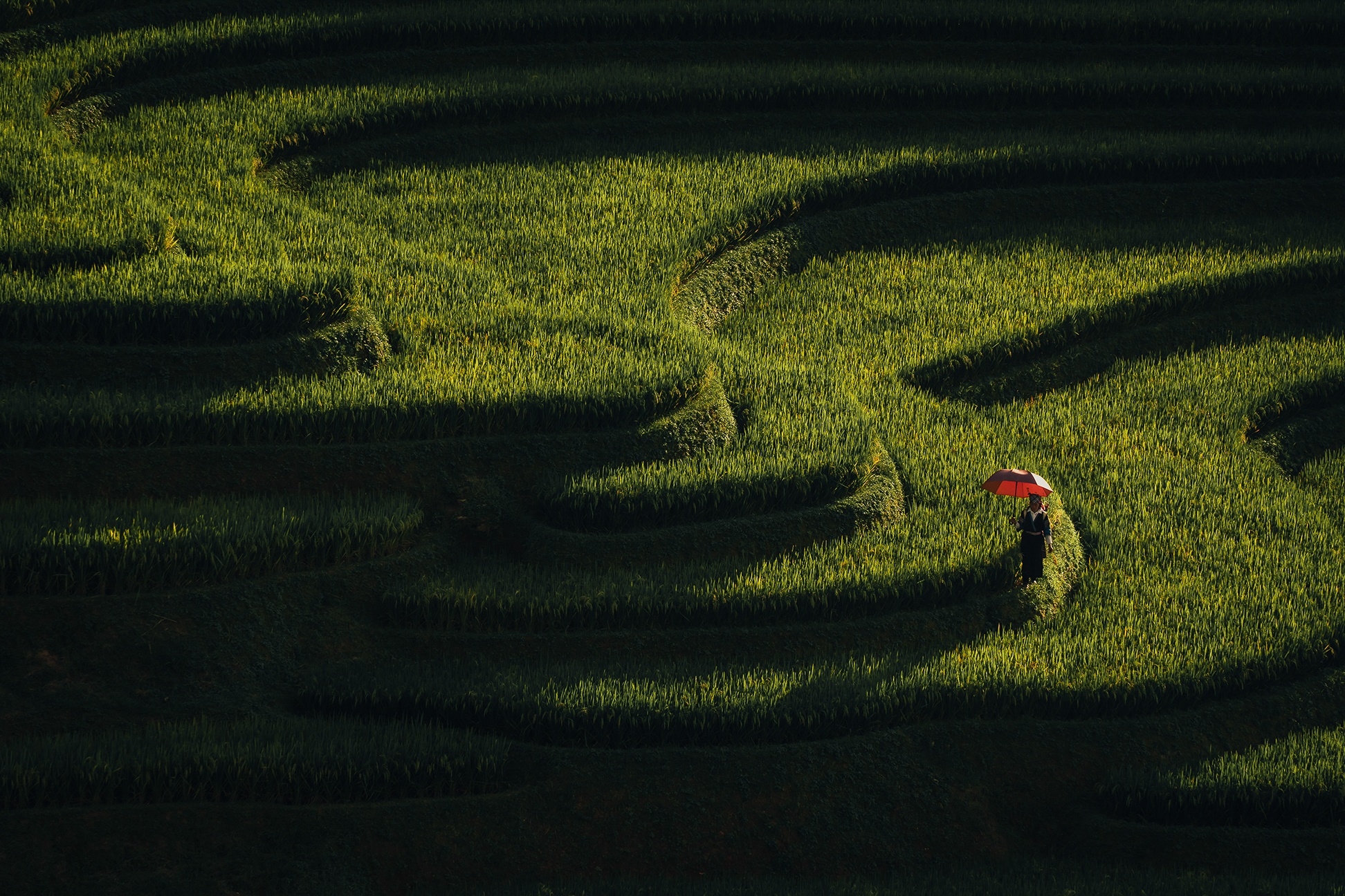 Mu Cang Chai mua vang anh 13