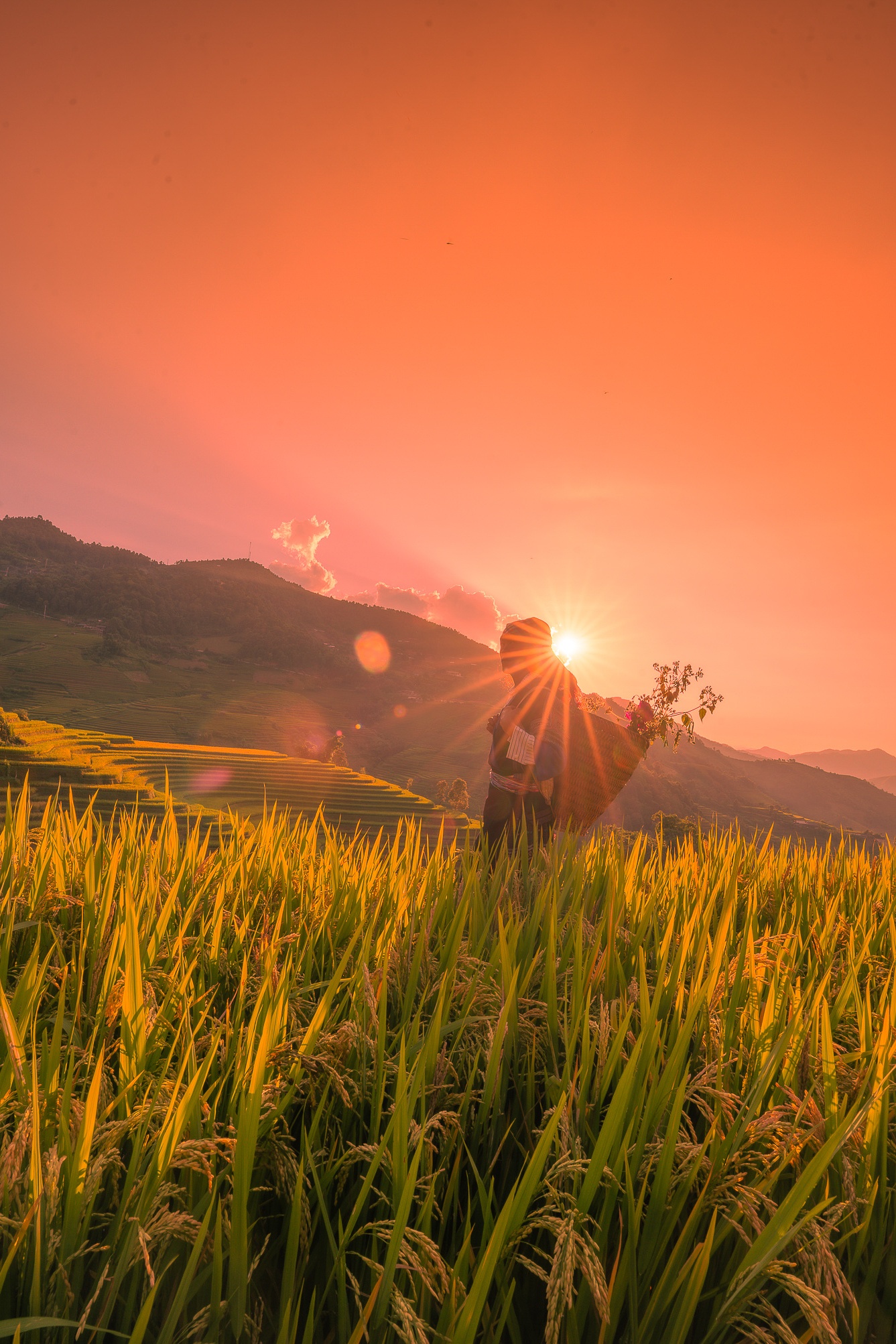 Mu Cang Chai mua vang anh 29