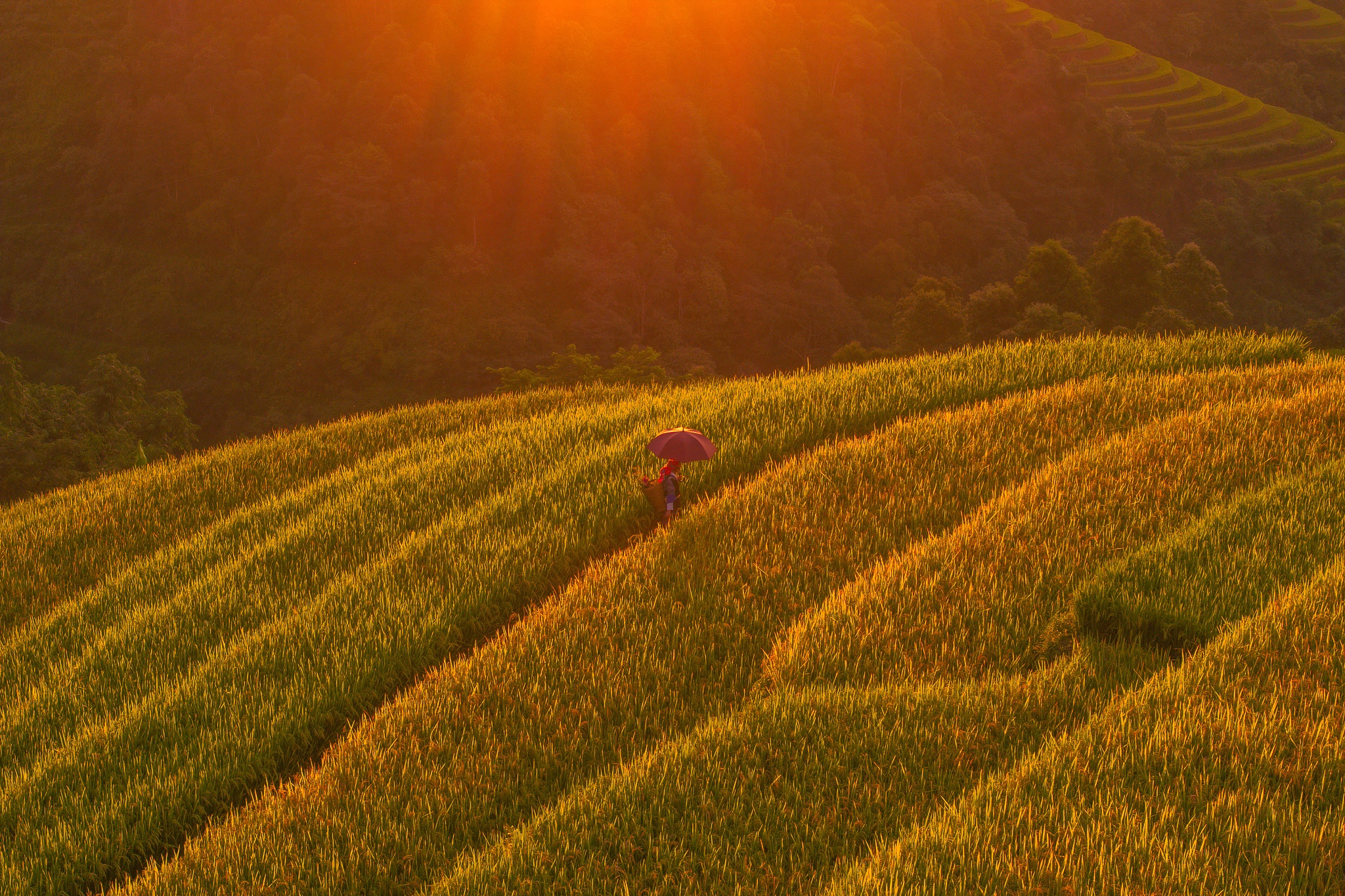 Mu Cang Chai mua vang anh 25