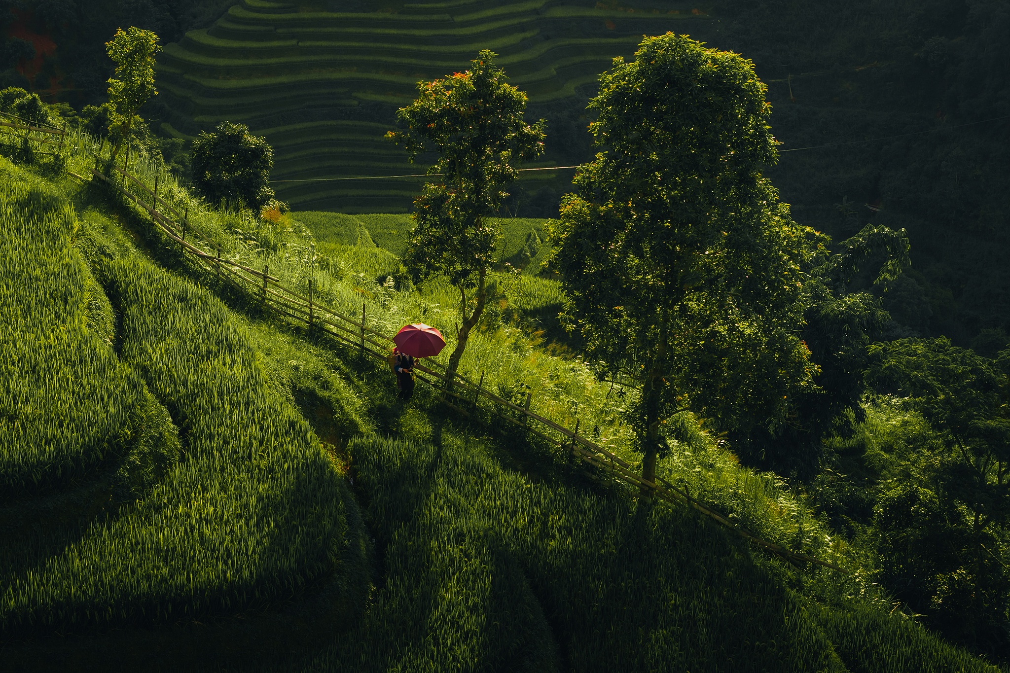 Mu Cang Chai mua vang anh 17