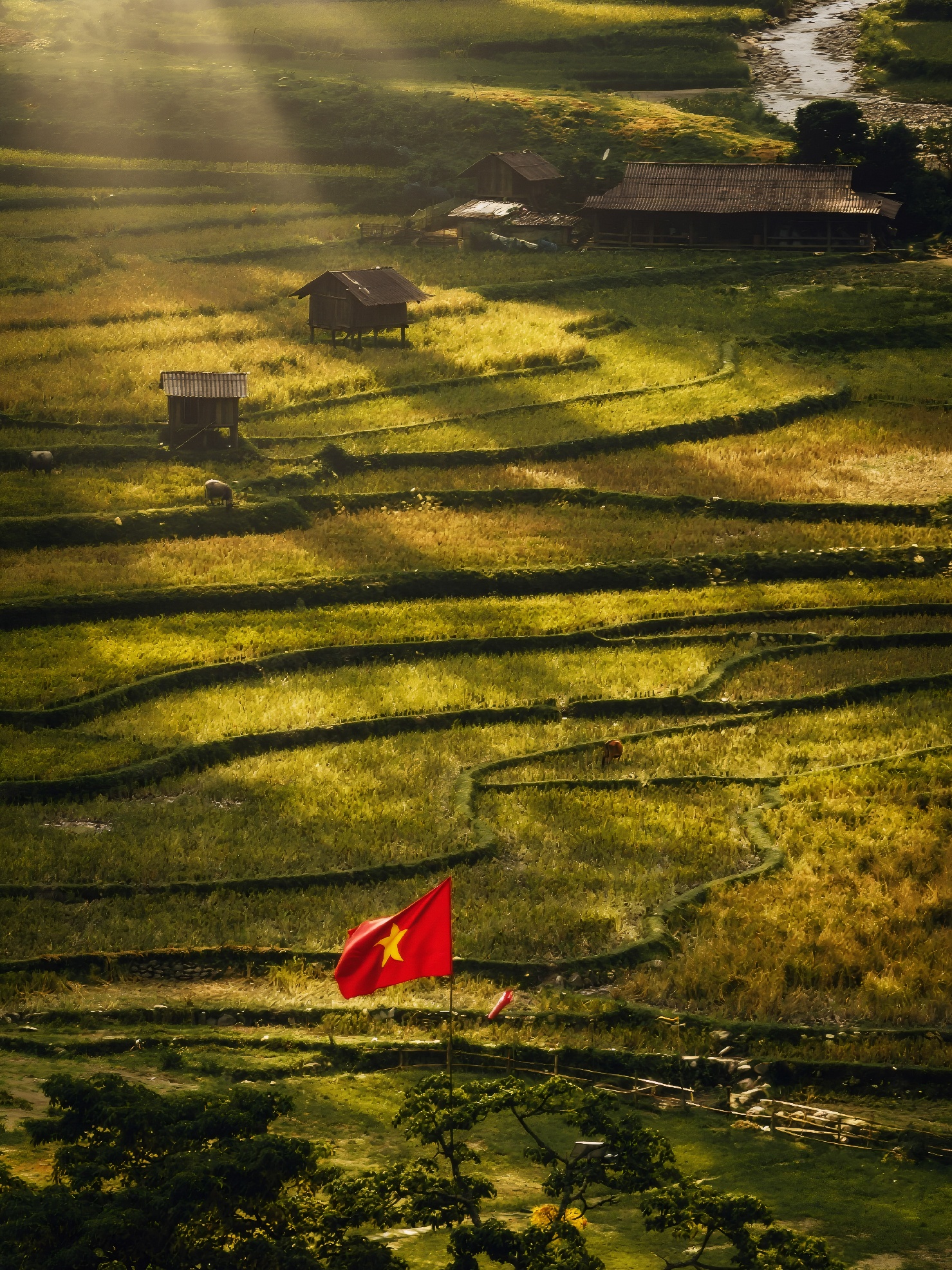 Mu Cang Chai mua vang anh 9