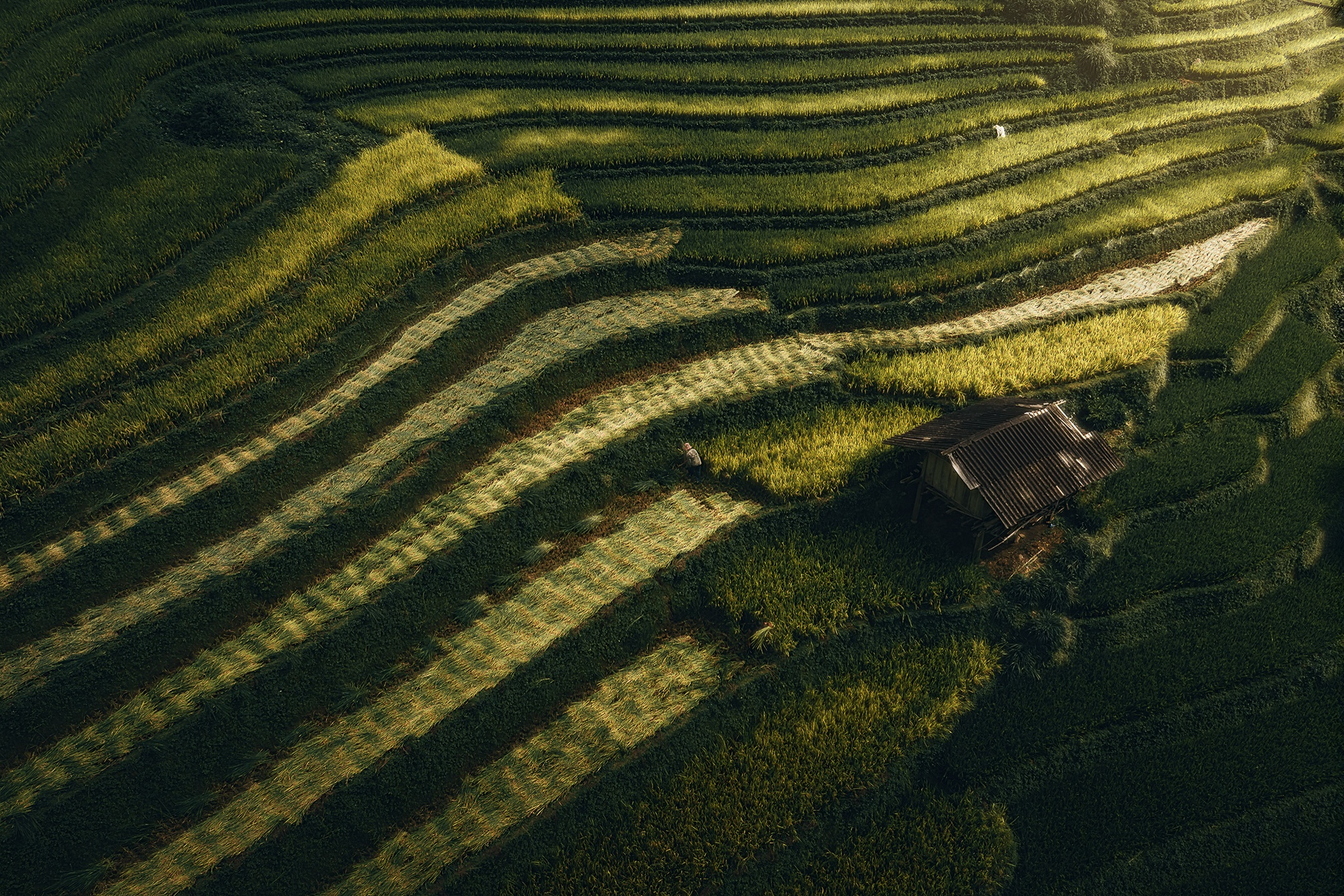 Mu Cang Chai mua vang anh 4