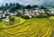 Ngắm ruộng bậc thang vàng óng, đẹp mơ màng giữa đại ngàn Tây Bắc