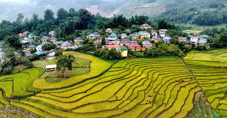 Ngắm ruộng bậc thang vàng óng, đẹp mơ màng giữa đại ngàn Tây Bắc