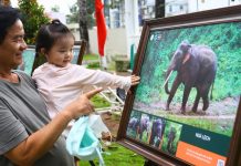 Những hình ảnh hé lộ đời sống đàn voi giữa rừng xanh ở Đồng Nai