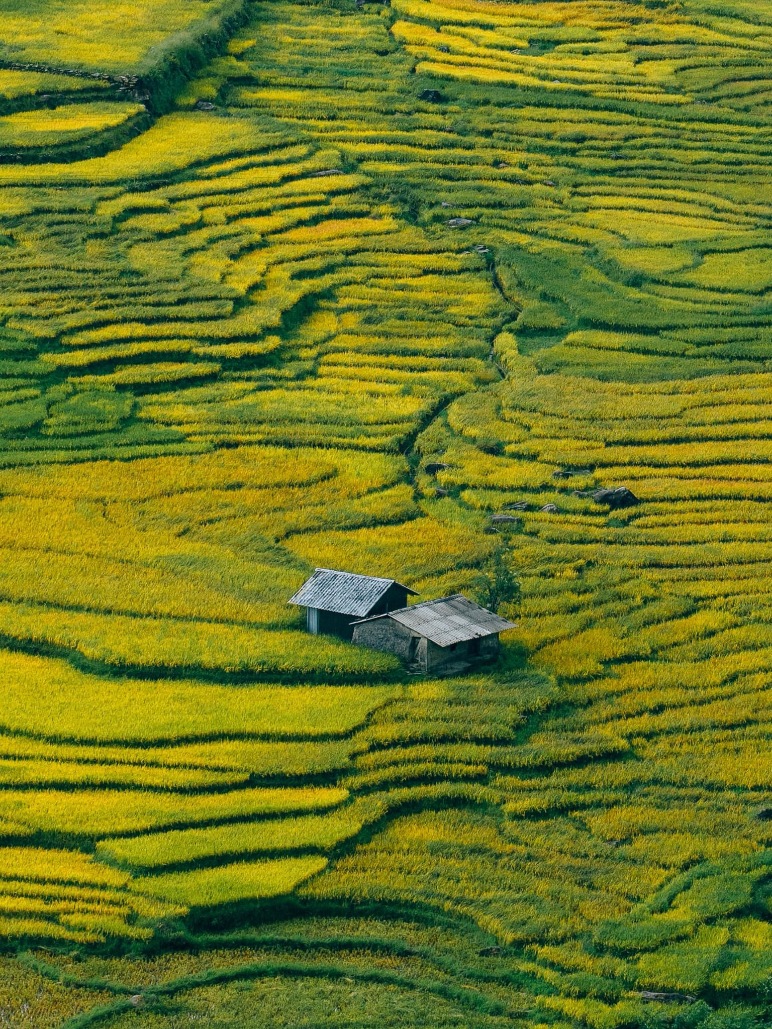 Tay Bac mua vang anh 3
