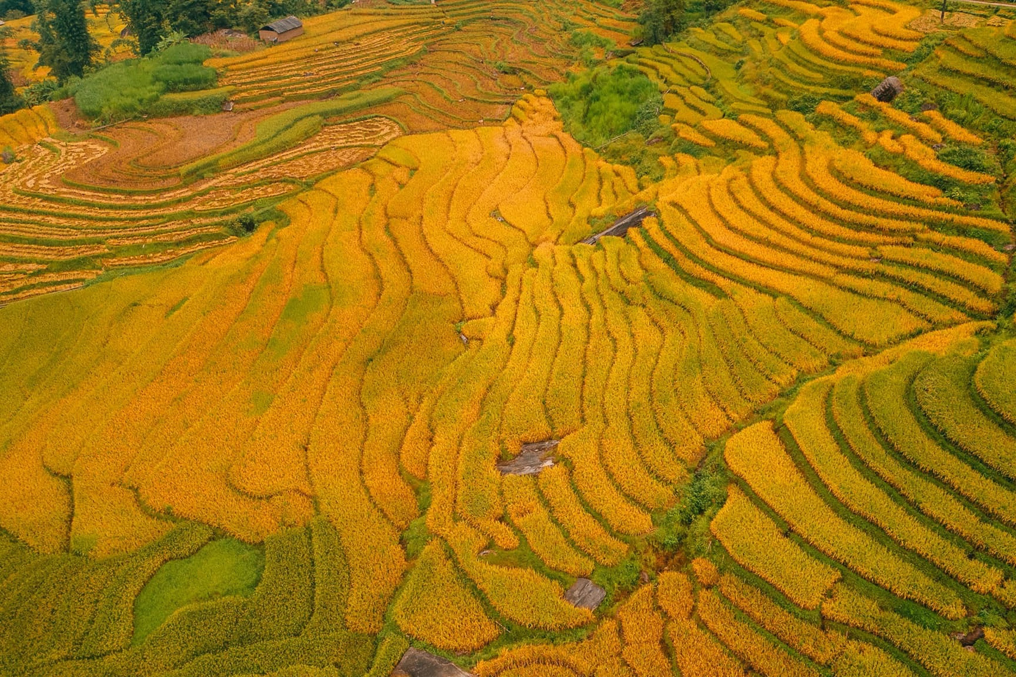Tay Bac mua vang anh 15