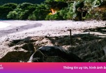 ‘Thủ phủ rùa biển’ Việt Nam được công nhận quốc tế