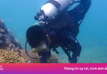 Cận cảnh phục hồi san hô dưới đáy biển Đà Nẵng