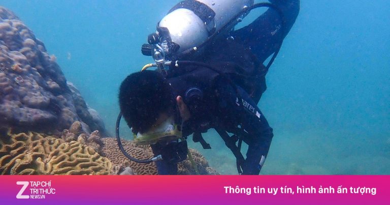 Cận cảnh phục hồi san hô dưới đáy biển Đà Nẵng Cận cảnh phục hồi san hô dưới đáy biển Đà Nẵng