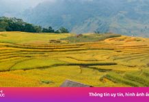 Mùa lúa đổ vàng rực ở Tây Bắc