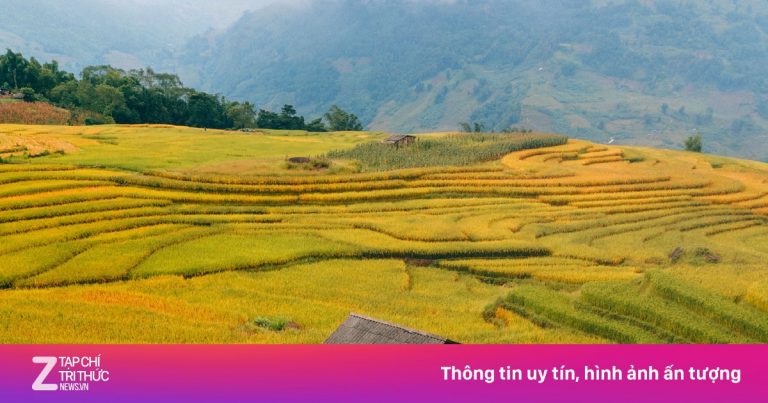 Mùa lúa đổ vàng rực ở Tây Bắc