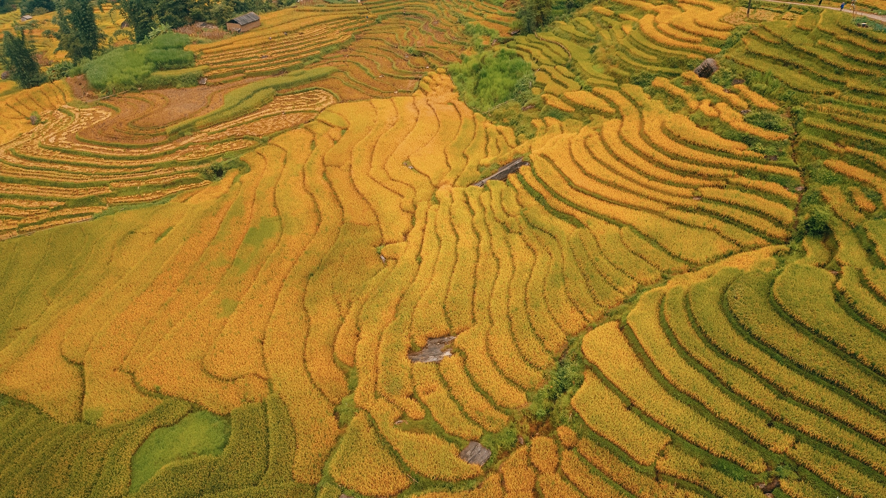 mua lua Tay Bac anh 15