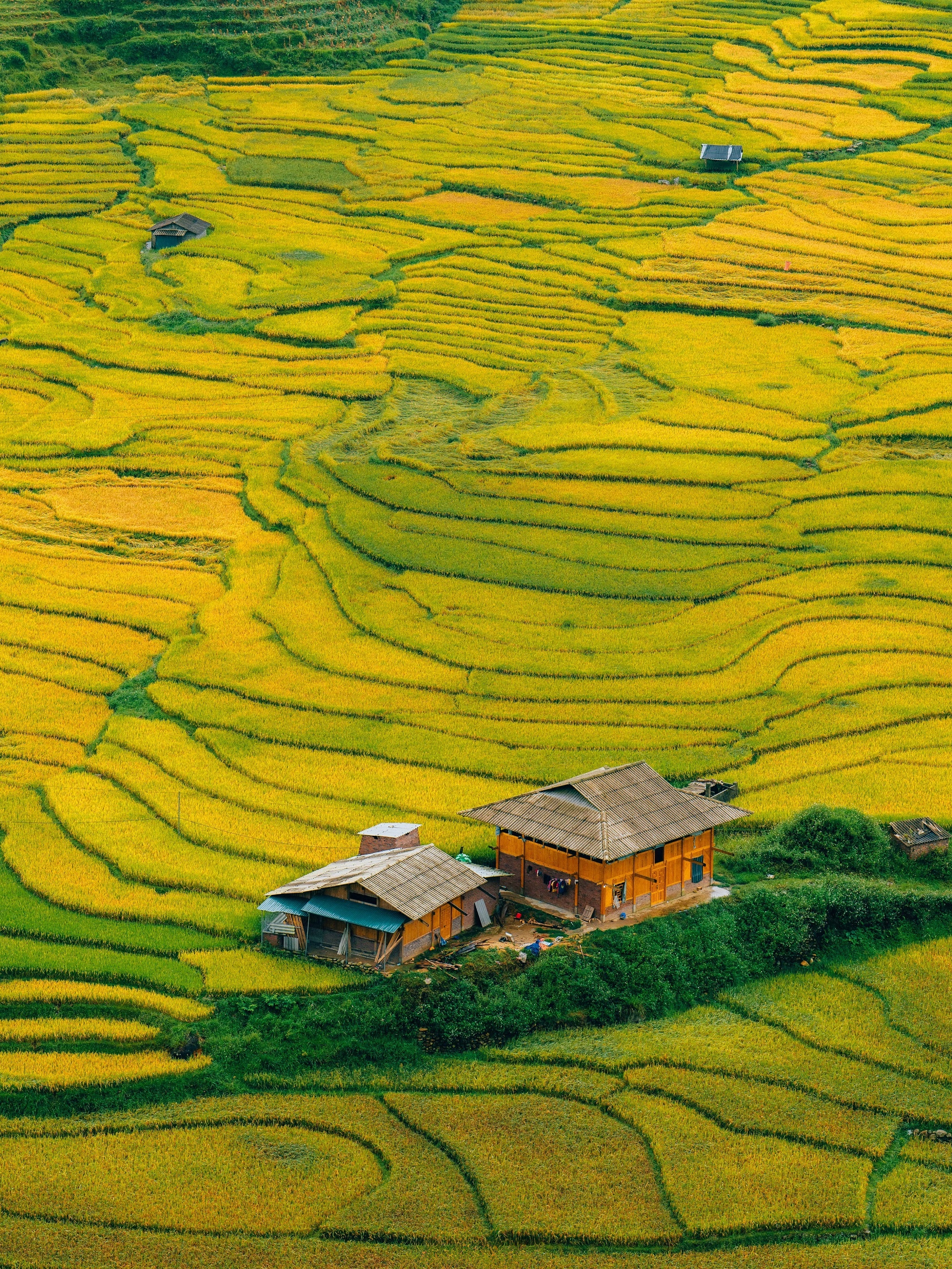 mua lua Tay Bac anh 16