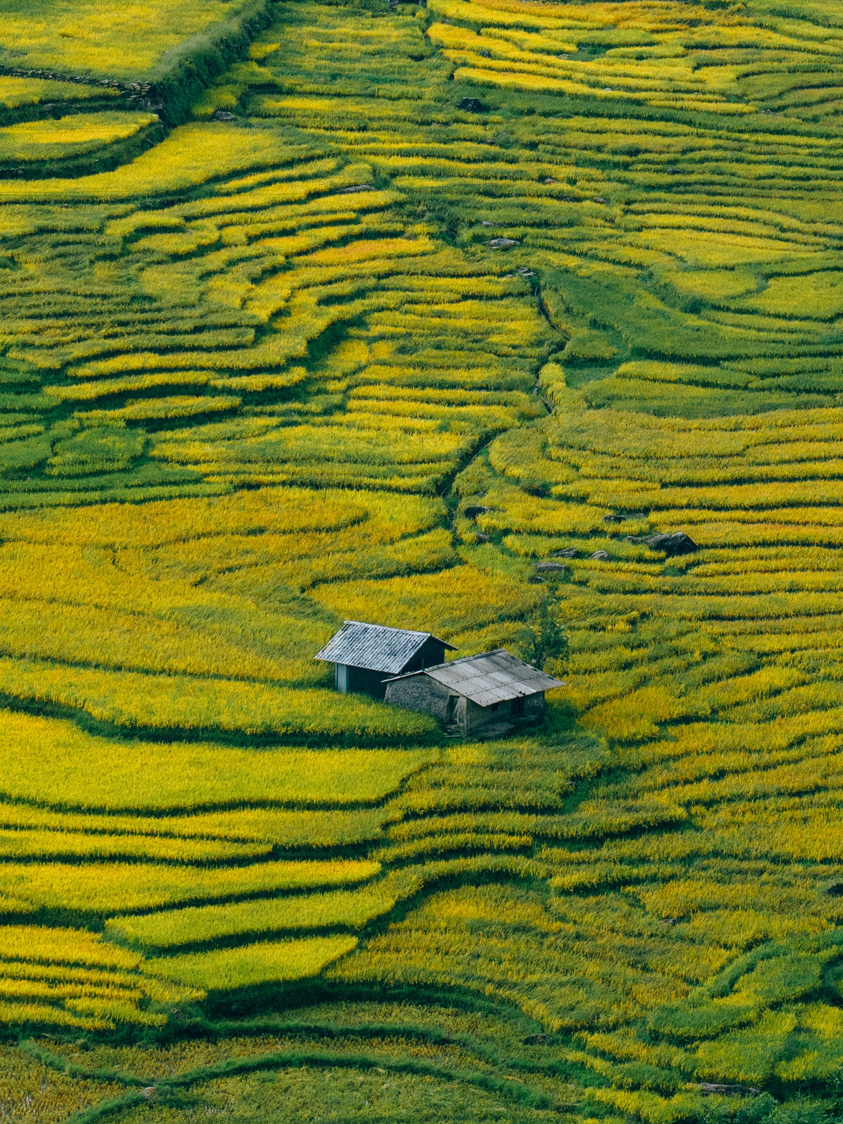 mua lua Tay Bac anh 4