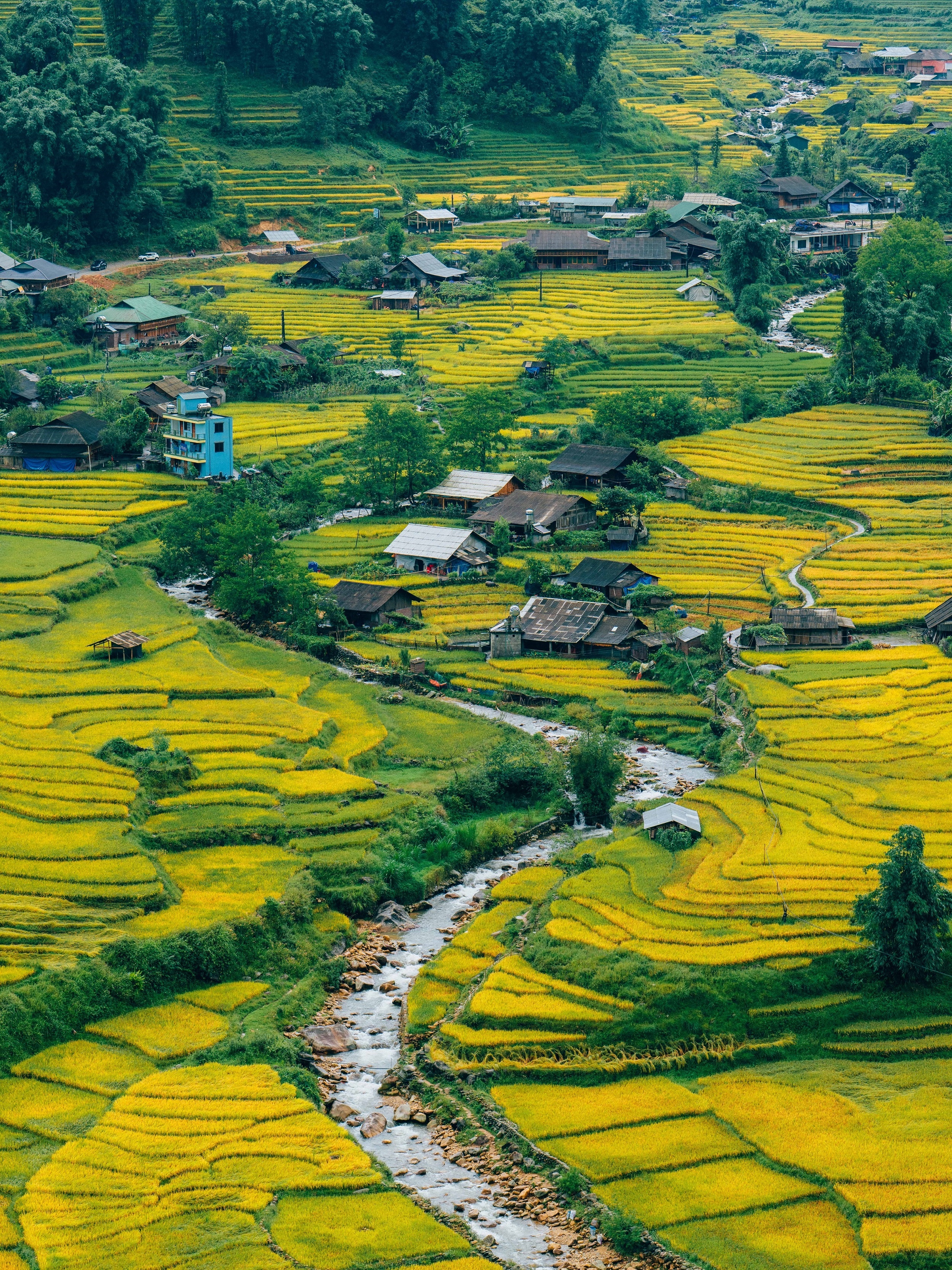 mua lua Tay Bac anh 19