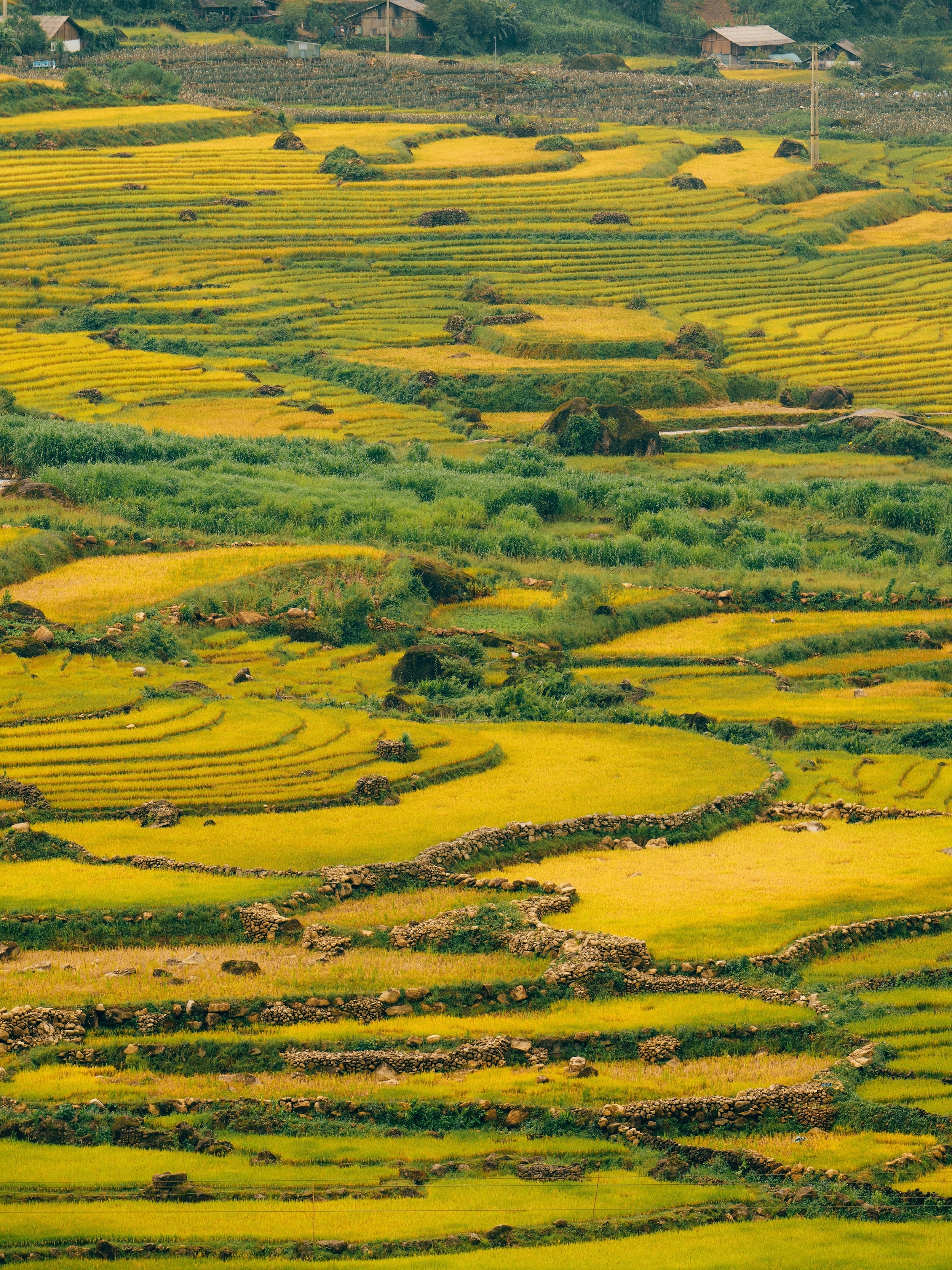mua lua Tay Bac anh 3