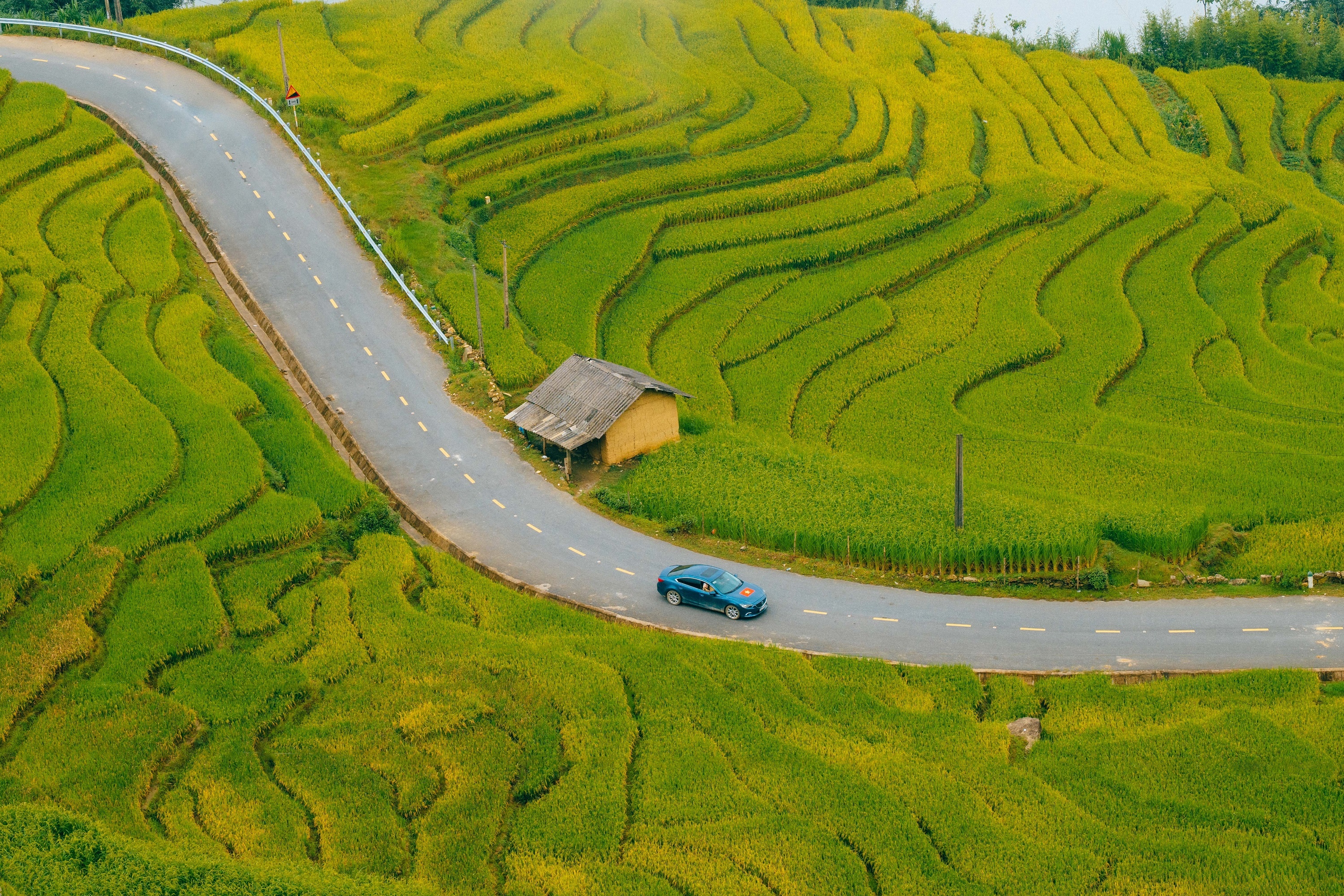 mua lua Tay Bac anh 8