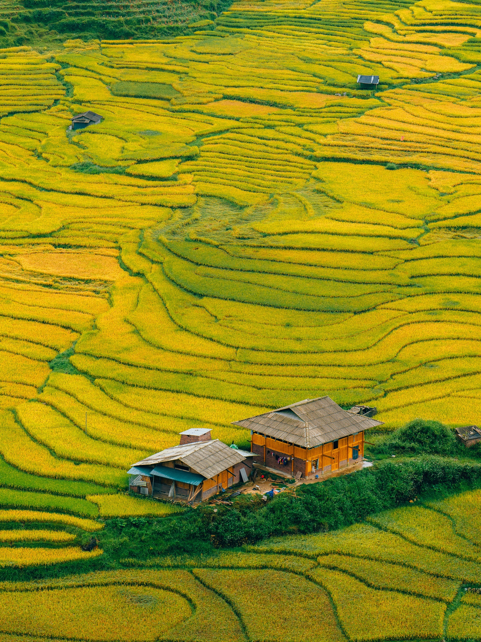 Tay Bac mua vang anh 7