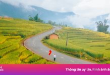 Sắc vàng gây choáng ngợp tại Sa Pa, Y Tý mùa lúa chín