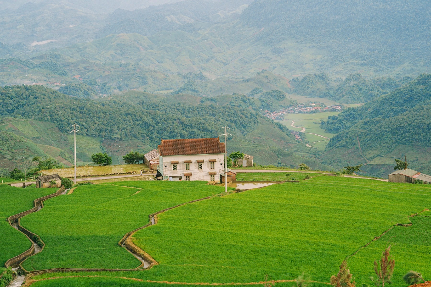 Du lịch Mộc Châu, khách mê mẩn chụp ảnh, săn mây ở đồi sim - 1