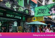 Phuket ‘đau đầu’ vì cần sa