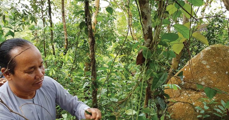 Thiên Cấm Sơn – Kho báu sinh học trên đỉnh trời An Giang