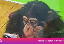 Tinh tinh ở sở thú Trung Quốc bị cấm xem điện thoại vì sợ hỏng mắt