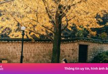 Chi tiết đến từng ngày lịch ‘săn’ lá mùa thu Nhật Bản, Trung Quốc