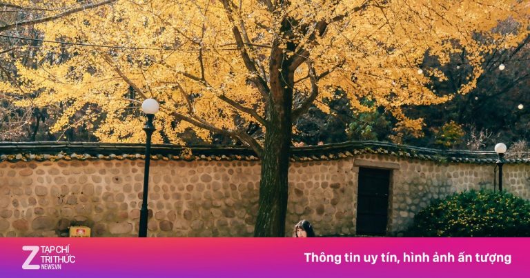 Chi tiết đến từng ngày lịch ‘săn’ lá mùa thu Nhật Bản, Trung Quốc