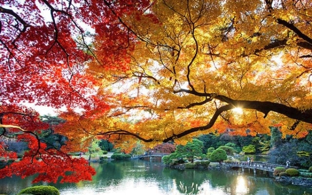 Chiêm ngưỡng vẻ đẹp của vườn quốc gia Shinjuku Gyoen nổi tiếng Nhật Bản Chiêm ngưỡng vẻ đẹp của vườn quốc gia Shinjuku Gyoen nổi tiếng Nhật Bản