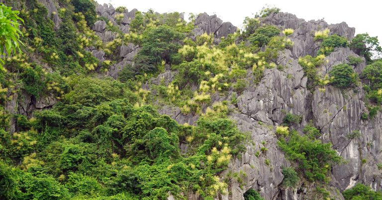 Cây phất dụ núi nở hoa, nhuộm vàng núi đá vịnh Hạ Long