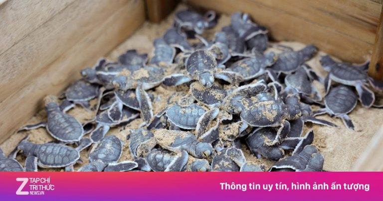 Hơn 35.000 rùa con được thả về biển tại Côn Đảo
