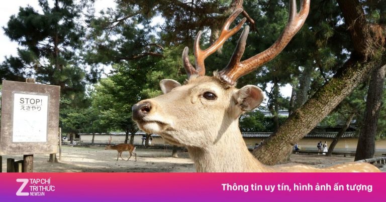 ‘Hươu thần’ Nhật Bản tăng kỷ lục vì khách cho ăn quá nhiều