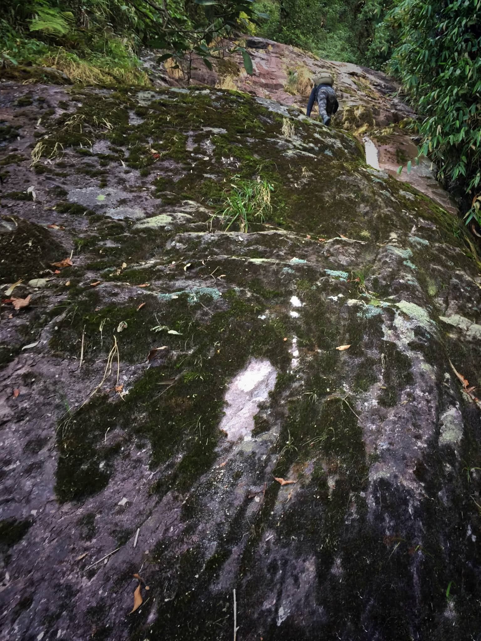 rừng ảnh 1