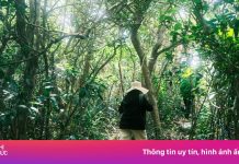 Từ vụ nam sinh mất tích ở Tam Đảo: ‘Leo núi không phải trò đùa’