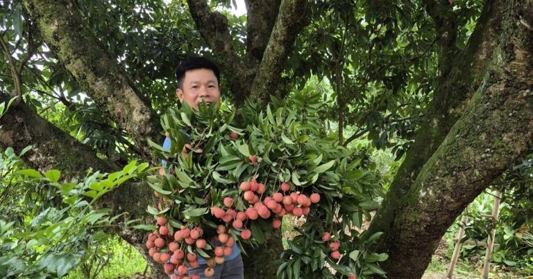 Cây vải cổ thụ 150 năm, gia chủ Hải Phòng thu hoạch 5 tạ quả