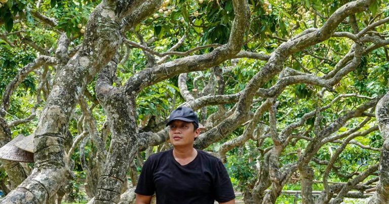 Vườn nhãn hơn 300 gốc cổ thụ ở Cần Thơ có dáng uốn lượn như rồng hút khách