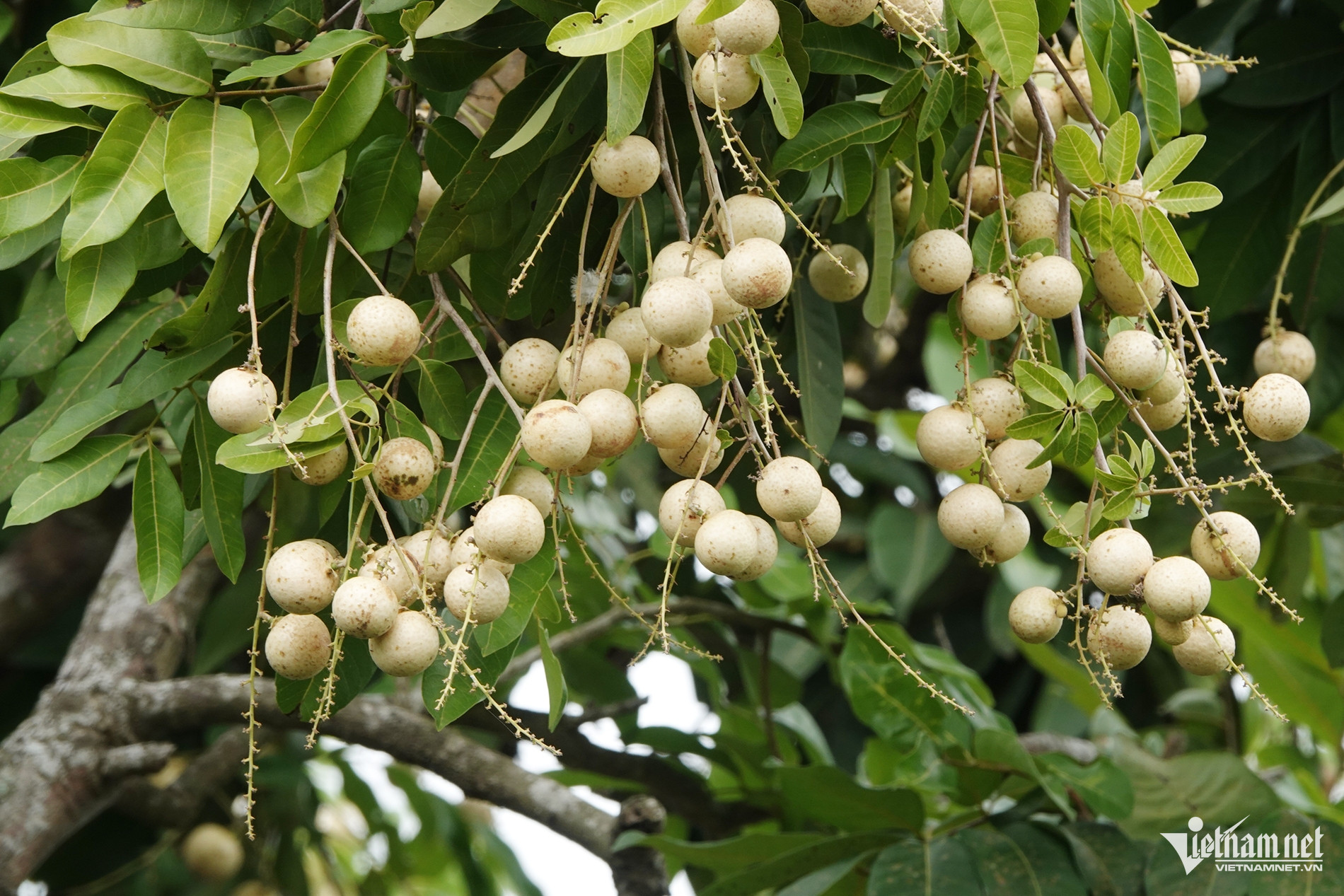 W-Vườn nhãn 2.jpg